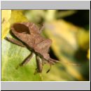 Coreus marginatus - Lederwanze 04.jpg